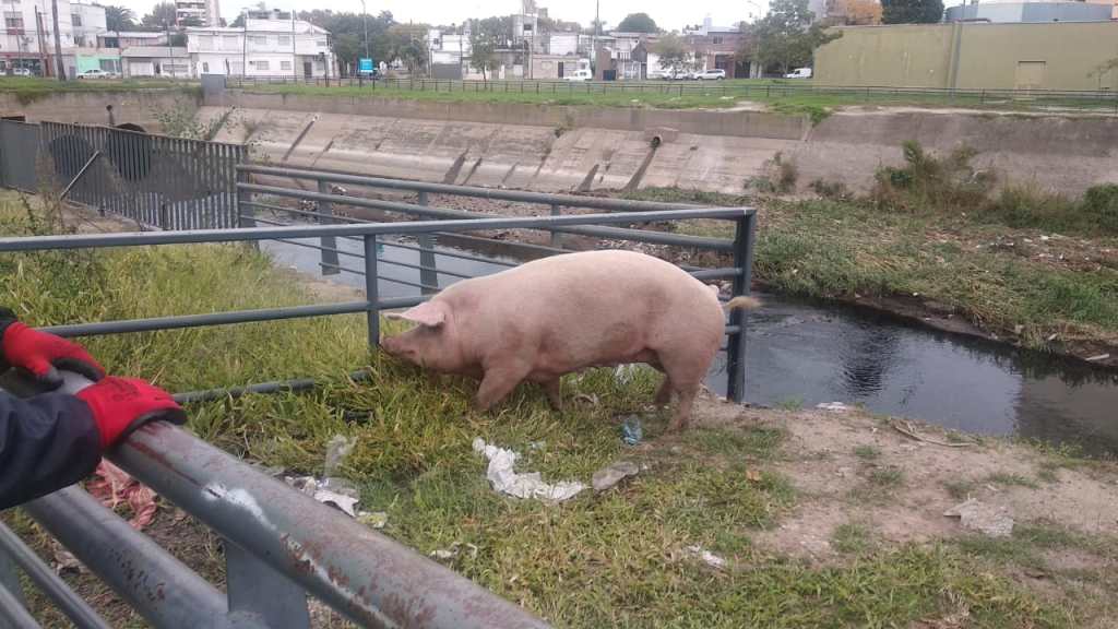 Santiago del Estero: un hombre robó una chancha con cría a su vecino tras culparla por dañar su&nbsp;sembrado