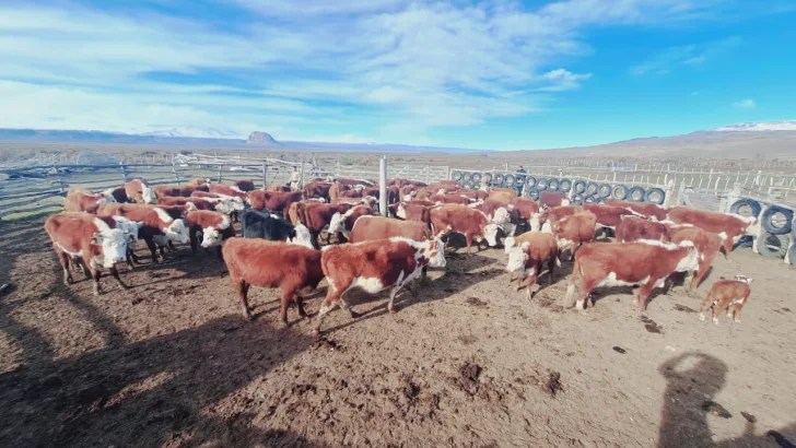 La Policía descubre irregularidades en el transporte de ganado en un campo de Santa&nbsp;Cruz