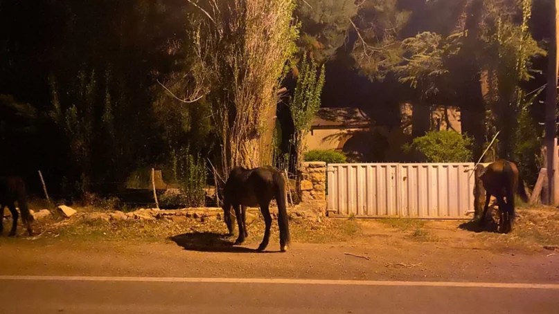 Detienen a un hombre tras robar dos caballos de un depósito&nbsp;judicial