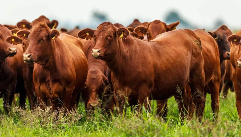 El Gobierno sustituye la “marca a fuego” para el ganado con un sistema&nbsp;electrónico
