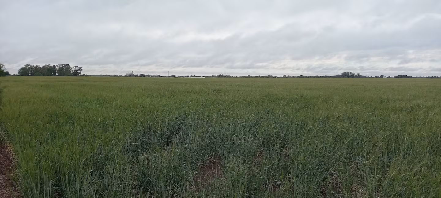 Lluvias «estratégicas» en el campo: alivio vital para los cultivos en Santa Fe, Buenos Aires y&nbsp;Córdoba