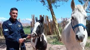 Un hombre de San Juan recupera a su caballo robado: «Creo que querían usarlo para&nbsp;mortadela»