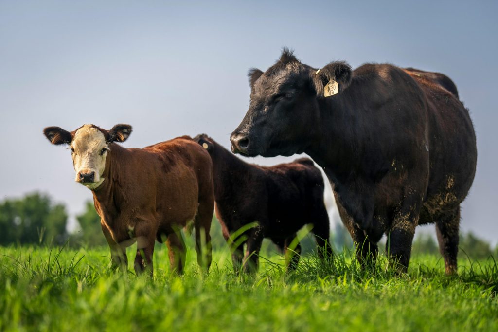 Disminución en la oferta de terneros de invernada y leve reducción de costos en la&nbsp;producción