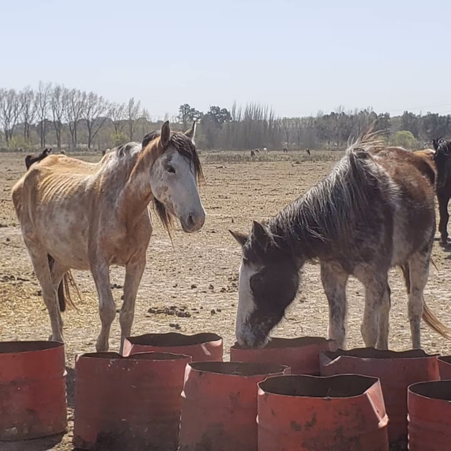 Rumbo al matadero y ahora con nueva vida: así están los 700 caballos rescatados del “campo del&nbsp;horror”