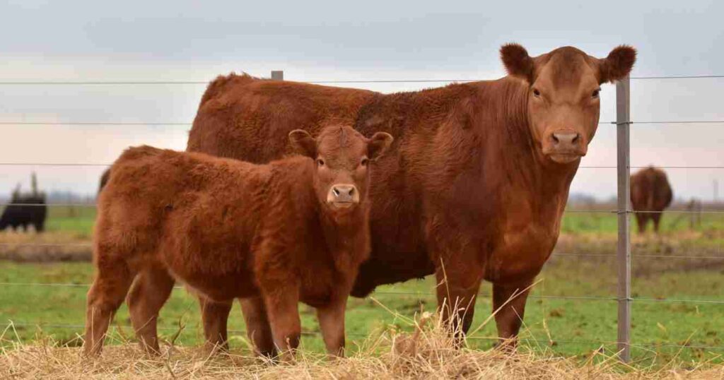 Campo: qué es la cepa argentina modificada contra el&nbsp;herpesvirus