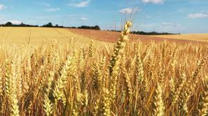 La campaña de trigo 2024 registra un aumento del 23,2% en la&nbsp;producción